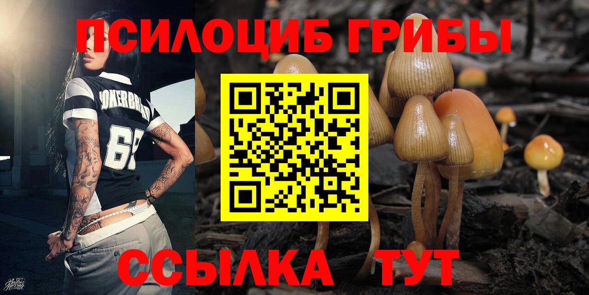 Псилоцибиновые грибы Psilocybe Фурманов